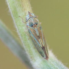 Graphocephala ignava