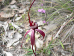 Caladenia clavescens