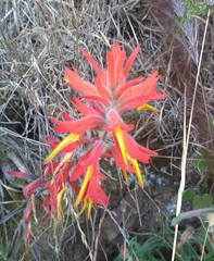 Castilleja subinclusa