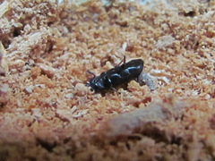 Cossonus parallelepipedus