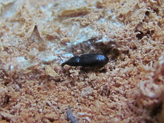 Cossonus parallelepipedus