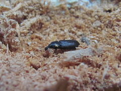 Cossonus parallelepipedus