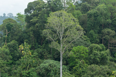 Koompassia excelsa