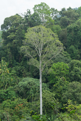 Koompassia excelsa