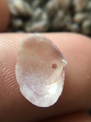 Semele bellastriata