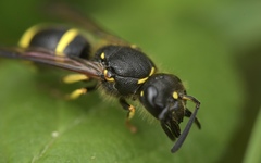 Ancistrocerus trifasciatus