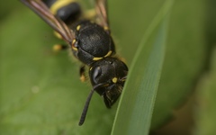 Ancistrocerus trifasciatus