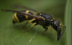Ancistrocerus trifasciatus