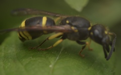 Ancistrocerus trifasciatus