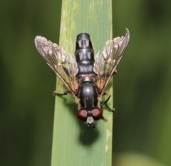 Lejops vittatus