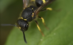 Ancistrocerus trifasciatus
