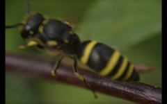 Ancistrocerus trifasciatus