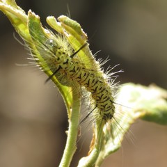Lophocampa mixta