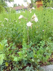 Silene latifolia