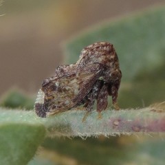 Tylopelta gibbera