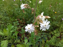 Silene latifolia