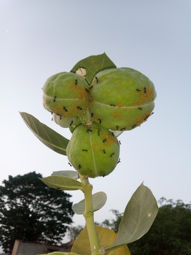 giant milkweed