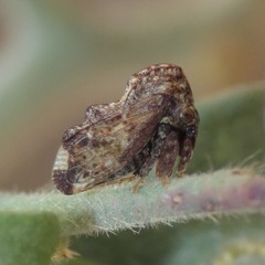 Tylopelta gibbera