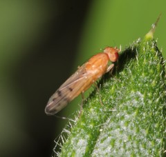Opomyza florum