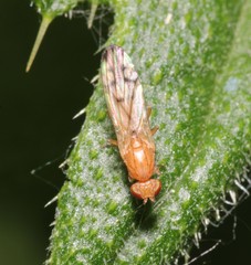 Opomyza florum