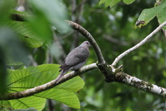 Patagioenas caribaea
