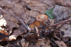 Gymnopus vernus