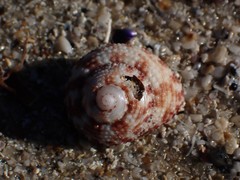 Clanculus flagellatus