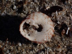Clanculus flagellatus