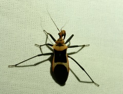 Zelurus circumcinctus