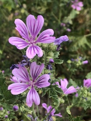 Malva sylvestris