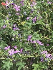 Malva sylvestris
