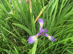 Iris versicolor