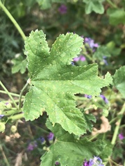Malva sylvestris