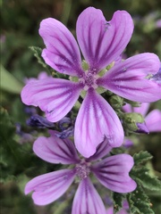 Malva sylvestris