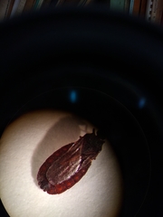Aneurus inconstans