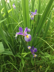 Iris versicolor