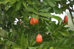 Blighia sapida