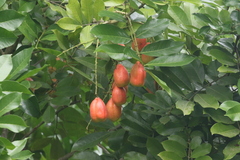 Blighia sapida
