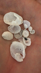 Image of Crepidula plana