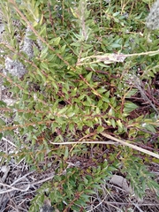 Phylica spicata