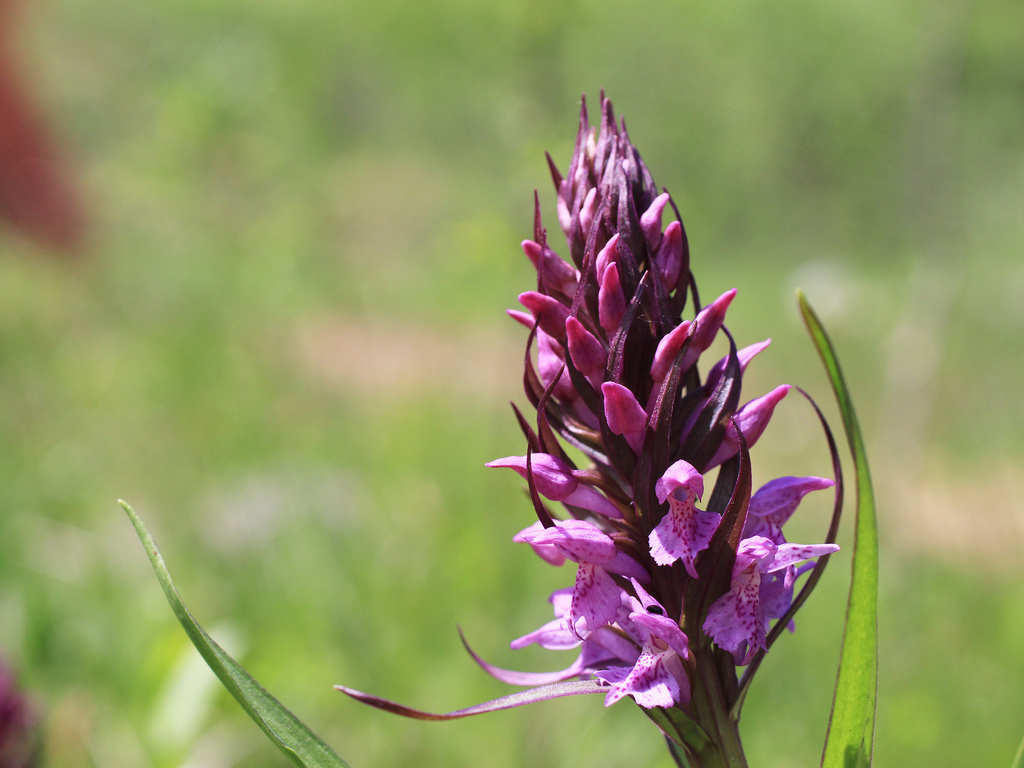 Dactylorhiza armeniaca Hedrén 2
