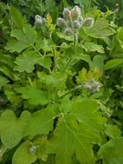 Chelidonium majus