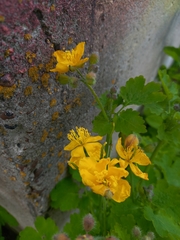 Chelidonium majus