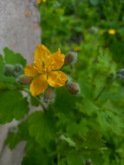 Chelidonium majus
