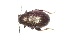 Chaetocnema hortensis