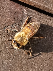 Apis mellifera
