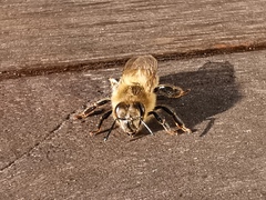 Apis mellifera
