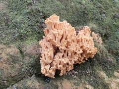 Ramaria capitata capitata