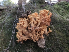 Ramaria capitata capitata