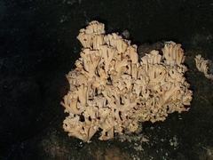 Ramaria capitata capitata